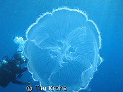 Divemaster with Moon Jelly (Belize) by Tim Kroha 